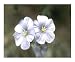 Simplicity of a flower Botanical Photographic Poster Print by Dot Beverage, 10x8