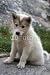 Wallmonkeys Peel and Stick Wall Decals - Sled Dog Puppy Sitting in Ilulissat, Greenland - Removable Graphic