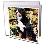Dogs Bernese Mountain Dog - Bernese Mountain Dog - Greeting Cards-12 Greeting Cards with envelopes