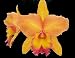 Blc Waianae King 'Kosaki'