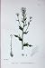 Botany Plants C1902 Twisted Podded Whitlow Grass Draba