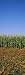 Flowers Growing in Front of a Corn Field, Gilroy, California, USA Photographic Poster Print by Panoramic Images , 40x120