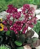 Magic Giant Bergenia - NEW! - Partial Shade
