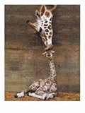 Makulu By Ron D'Raine. ART PRINT Size: 24 x 36 Inches