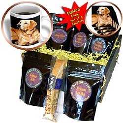 Dogs Golden Retriever - Golden Retriever - Coffee Gift Baskets - Coffee Gift Basket by 3dRose LLC