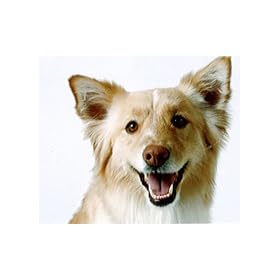 C.E.T. HEXtra Premium Oral Hygiene Chews (with Chlorhexidine) for Medium Dogs (11-25 Pounds)