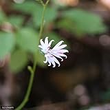 (山野草)キッコウハグマ(亀甲白熊) 3号(1ポット) 本州・四国限定[生体]