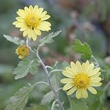 オッタチカンギク