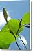 Moonflower Vine Bud to the Sky Canvas Print / Canvas Art - Artist Anna Lisa Yoder