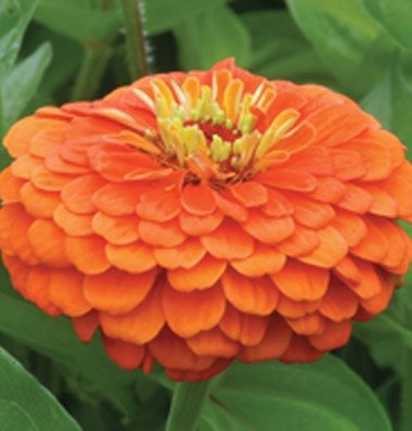 Flower Zinnia Benary's Giant Orange D1365A (Orange) 50 Open Pollinated Seeds by David's Garden Seeds Flower Zinnia Benary's Giant Orange D1365A (Orange) 50 Open Pollinated Seeds by David's Garden Seeds