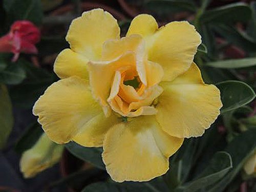 Adenium Obesum Desert Roses Rare www YELLOW-KING-PARFUM-us