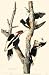 Ivory-Billed Woodpecker Art Print Poster By John James Audubon, 11 