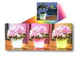 Eigenschaften Geschenkbox GmbH  / LED Blumentopf mit Licht