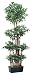 Faux 72" High Ficus Wall Tree
