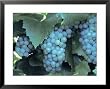 Chardonnay Grapes Hanging On Vine Framed Art Poster Print, 31x25