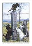 12 X 18 Stretched Canvas Poster Scottish Terrier, West Highland Terrier, Skye Terrier