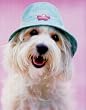 Cindy cute dog with hat POSTER puppy funny RARE NEW 16" x 20"