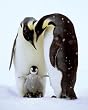 Penguins (Parents & Baby) Art Poster Print - 16" X 20"