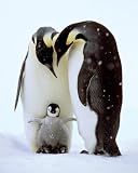 Penguins (Parents & Baby) Art Poster Print - 16
