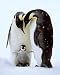Penguins (Parents & Baby) Art Poster Print - 16" X 20"