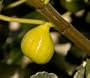 Peter's Honey Fig Tree Five Gallon