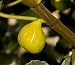 Peter's Honey Fig Tree Five Gallon