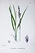Botany Plants C1902 Purple Melic-Grass Molinia Caerulea
