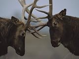 Two Caribou Lock Antlers in Competition Photographic Poster Print by Joel Sartore, 42x56
