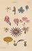 Canvas Print of: FLOWERS, Plate 76 Illustration by John Miller Botanical Studies from 1789 Featured plants: Winter Cherry, Common Sage, Wolfsbane (Monkshood), Foxglove, Stock July , White Bean Tree, Everlasting Pea, China Aster, Dandelion.