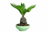 Brussel's Sego Palm Bonsai