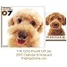   - THE DOG Poodle Gift Set - 2007 Calendar & Notecards