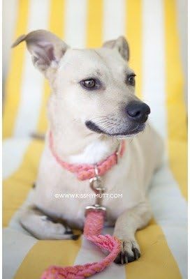 Kiss My Mutt Two-Toned Braided Collar - Palm Springs - Large