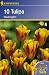 Triumph-Tulpen Washington gelb rot geflammt Malertulpen