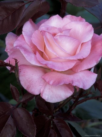 Pink Roses in the Bellevue Botanical Garden, Bellevue, Washington