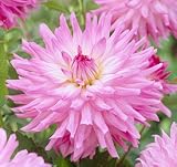 Amazon / Hirts: Bulb; Dahlia: Ace Summer Emotions Cactus Dahlia - 2 Tubers