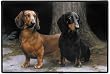 Dachshund in the Path Indoor Outdoor Doormat Rug Mat