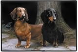 Dachshund Dachshunds Dogs in the Path Barrie Barnett Indoor Outdoor Doormat Rug Mat
