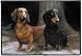 Dachshund Dachshunds Dogs in the Path Barrie Barnett Indoor Outdoor Doormat Rug Mat