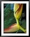 Flowers of Heliconia in the Carara Biological Reserve, Costa Rica Framed Art Poster Print by Scott T. Smith, 39x49