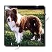 Dogs Border Collie - Border Collie Tan and White - Tiles