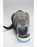 Photographic Prints of Chartreux Cat - feeding from bowl with dry food from Ardea Wildlife Pets