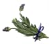 English Lavender - 18