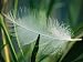 A White Swan Feather Lies Caught in Some Reeds at the Edge of a Pond Photographic Poster Print by Stephen St. John, 12x16