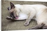 Canvas Prints of JD-21438 CAT. Blue point siamese cat lying on the ground licking its leg from Ardea Wildlife Pets
