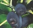 Black Jack Fig Tree Premium Five Gallon by Monrovia Growers