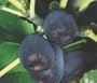 Black Jack Fig Tree Premium Five Gallon by Monrovia Growers