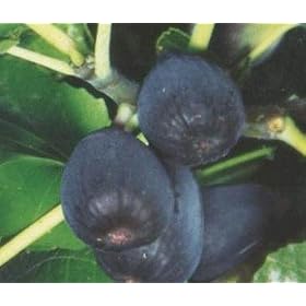 Premium Specimen Black Jack Fig Tree Five Gallon by 