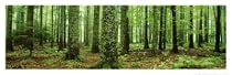 Rain Forest Photography Art Poster Print, 36x12