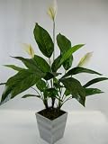 Review Deco-Office GP284050 / 75cm Potted Artificial Silk Cream Peace Lily (Spathiphyllum) Plant ~ House Plant in a Modern Stylish Pot ~ Office & Home Decoration