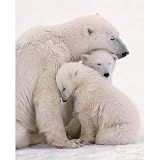 Professionally Framed Polar Bear Family (Mom and Cubs) Art Poster Print - 16x20 with RichAndFramous Black Wood Frame